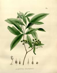 Image result for Rinorea brachypetala