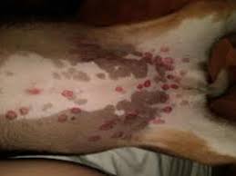 Red Spots On Dogs Belly Rash Bumps Causes Groin Red Pictures And Treatments Obama Tattoo In 2020 Rash On Dogs Belly Black Fly Bites Dog Skin