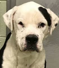 Our goal is to make the best rescue match taking into consideration the bulldog's. American Bulldog Dog For Adoption In Millfield Ohio Bobby In Millfield Ohio American Bulldog Dog Adoption American Bulldog Rescue