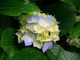 Well, you've come to the right place! What Plant Is This Trivia Questions Quizzclub