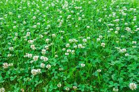 Au lieu de cela, vous pouvez enlever les pissenlits en les déterrant de votre pelouse. Trefle Comment Se Debarrasser De Cette Plante Dans Votre Pelouse