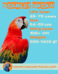 Lifespan Scarlet Macaw - Macaw Facts Parrot Facts Macaw Parrot Macaw