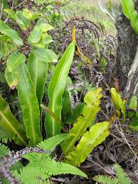 Image result for Elaphoglossum lancifolium