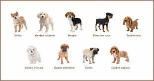 Dans cette vidéo partez à la découverte de la race de chien kangal ! Le Debut Differentes Races De Chiens Et Fiche De Votre Chiot Nintendogs Cats