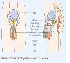 Weibliche geschlechtsorgane dienen der fortpflanzung und dem lustempfinden. Deckblatt Biologie Klasse 6 Sexualkunde