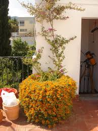 Image result for Lotus berthelotii