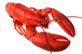 Image result for lobster white background