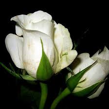 Affordable and search from millions of royalty free images, photos and vectors. Top 25 Most Beautiful White Flowers
