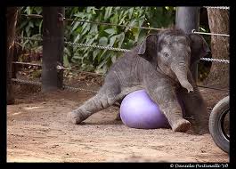 Clumsy Baby Elephant Iv Photo By Tvd Photography Via Deviantart Baby Mali Is Playing Squishing That Ball At The Baby Elephant Cute Animals Elephant