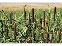 4 many insects live near the surface. Typha Latifolia Broadleaf Cattail Native Plants Of North America
