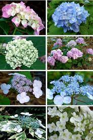 Top 10 Tips On How To Plant Grow Care For Hydrangeas Hydrangea Care Garden Shrubs Plants