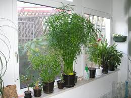 We did not find results for: Zyperngras Cyperus Alternifolius Majas Pflanzenblog