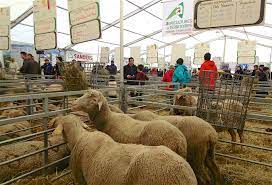 We did not find results for: Avant La 43e Salon De L Agriculture De Tarbes Rencontre Avec Jean Louis Cazaubon President De La Chambre D Agriculture Qui Pilote Cet Evenement Presselib