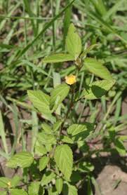 Image result for Sida spinosa