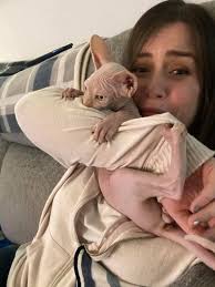 Portrait I got of my boy last year 🐄🫶🏼 Share your sphynx cat tatts!