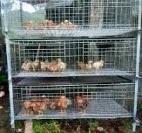 Jaula para pollos de engorde resistente y fácil de montar ...