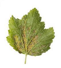 We did not find results for: How To Get Rid Of Spider Mites