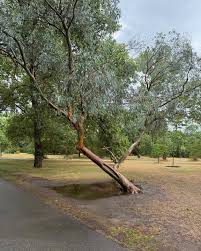 Image result for Eucalyptus torelliana