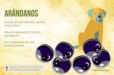 Pin En Perros