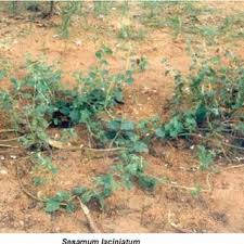 Image result for Sesamum parviflorum