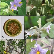 Image result for Solanum campylacanthum 'panduriforme type'