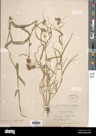 Image result for Fuirena abnormalis