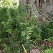 Image result for Asparagus suaveolens