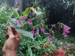 Image result for Strobilanthes hamiltoniana