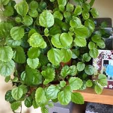 Image result for Plectranthus verticillatus
