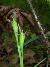 Image result for Liparis bowkeri