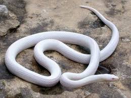 Maybe you would like to learn more about one of these? Pin On Vivarium