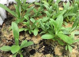 Leontopodium Plant Growing Guide How To Grow Edelweiss Gardeners Hq