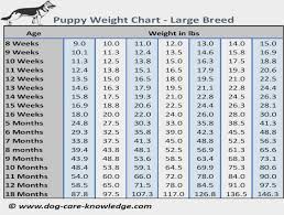 Puppy Weight Chart This Is How Big Your Dog Will Be Great