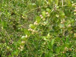 Image result for Scutia