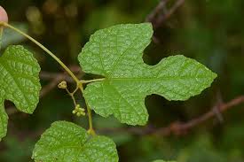 Image result for Vitaceae