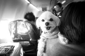 No More Snakes On A Plane American Airlines Restricts Emotional Support Animals With Images Emotional Support Animal Support Animal Emotional Support
