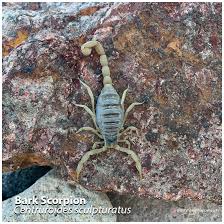 Arizona Scorpions | Arizona State Parks