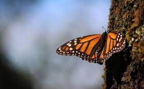 Estados Unidos Quita Proteccion A Mariposa Monarca Por Esta Razon El Sol De Mexico Noticias Deportes Gossip Columnas