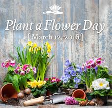 Visit your local virginia dollar tree location. Plant A Flower Dayold Town Winchester