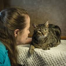$25 of every adoption fee supports cat cafe essentials at mewsic. The Pet Issue 2018 Nashville Cats
