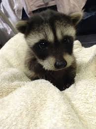 Pin By Laura Dickinson Brown On De Photo En Photo Cute Animals Baby Raccoon Pet Raccoon