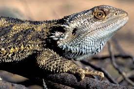 My boss stormed into the office while i was talking on the phone to an argenis a. Zoologger The Lizard That Changes Its Sex To Suit The Weather New Scientist