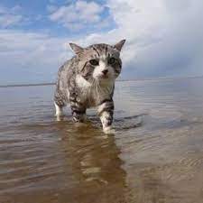 pin on felines are superior