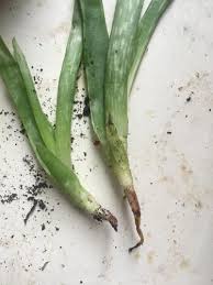 On the basis of morphological and. Aloe Vera Not Growing Roots Helpfulgardener Com
