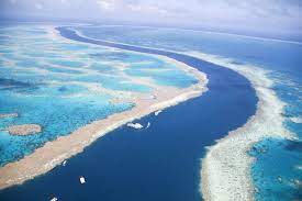 It is home to a spectacular array of marine life and offers awesome diving opportunities. Great Barrier Reef Showing Signs Of Recovery Bloomberg