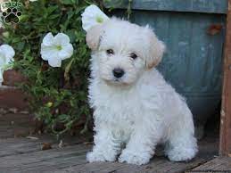 We did not find results for: Westie Mix Puppies For Sale Greenfield Puppies
