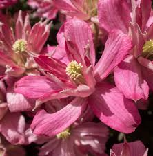 Maybe you would like to learn more about one of these? Clematis Montana Broughton Star 3l Pot Blue Diamond Garden Centre Ltd