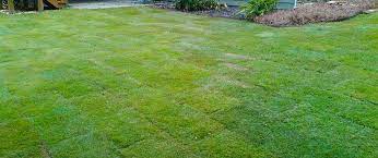 Maybe you would like to learn more about one of these? Comparing Sod In Georgia Zoysia Vs Bermuda Vs Fescue Bloom N Gardens Landscape Blog
