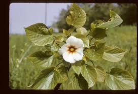 Image result for Vernicia