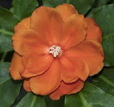 Image result for Pereskia